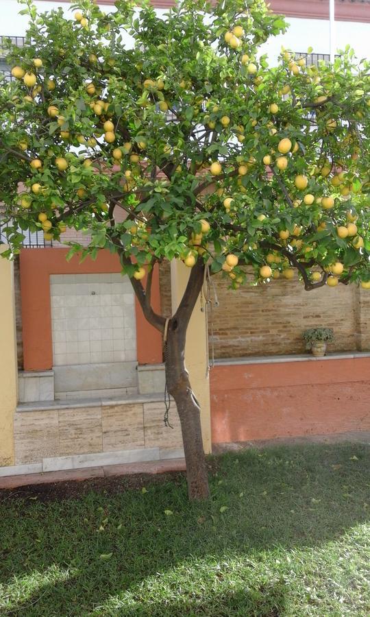 Lemon Garden Hostel Sevilla Exteriér fotografie